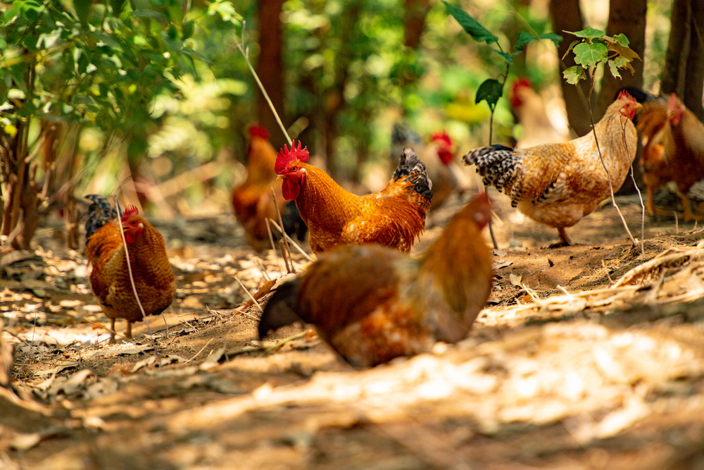 開放式養雞場 黃嘉標攝.jpg