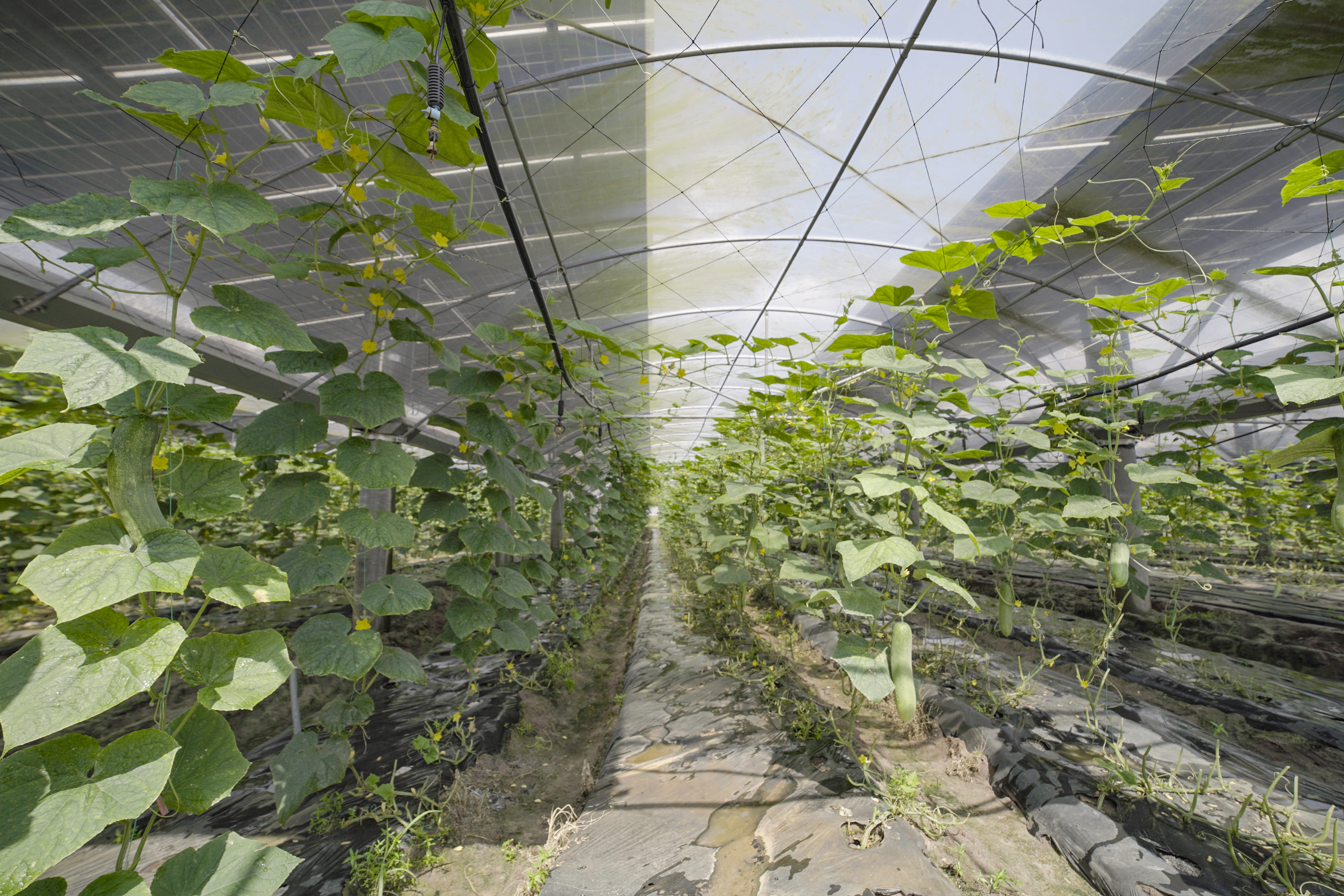 1723014997505032086.jpg SYM00033.jpg